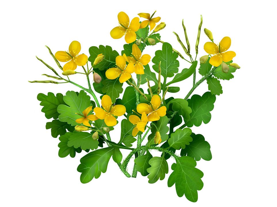 An excellent remedy for toenail fungus is celandine