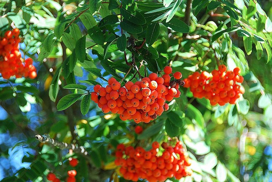 Rowan goes off to fight the fungus. 